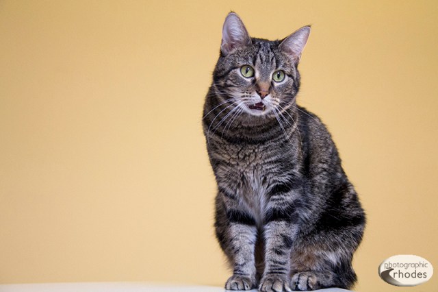 Photo of the Day: Vampire Kitty