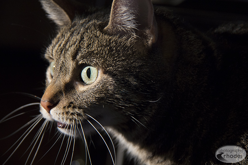 My cat Esme, meowing for dinner