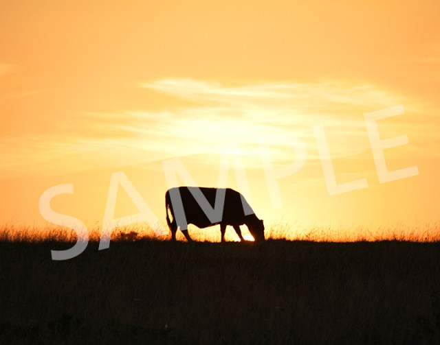 A cow silhouetted against a Kansas City sunset