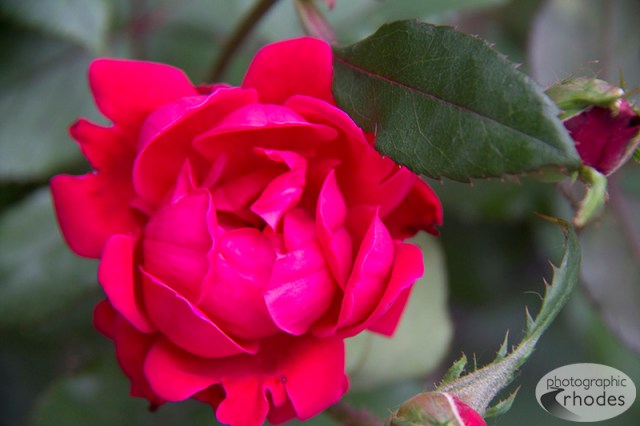 Bright red rose